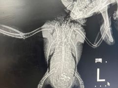 -瑞派·关忠动物医院·异宠专科·犬猫肿瘤·皮肤专科(望京店)