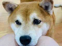 -是阿柴呀！柴犬咖啡·爱喵喵猫咖