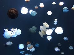 -新加坡海洋生态馆