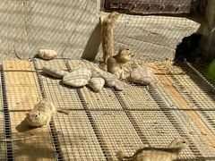 -北京鹿世界主题园