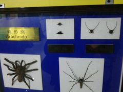 -上海昆虫博物馆