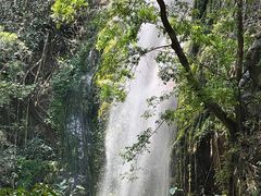 -莫里热带雨林景区