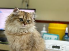 -艾贝尔宠物诊疗