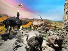 -国家自然博物馆