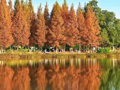 -白鹭湾湿地公园