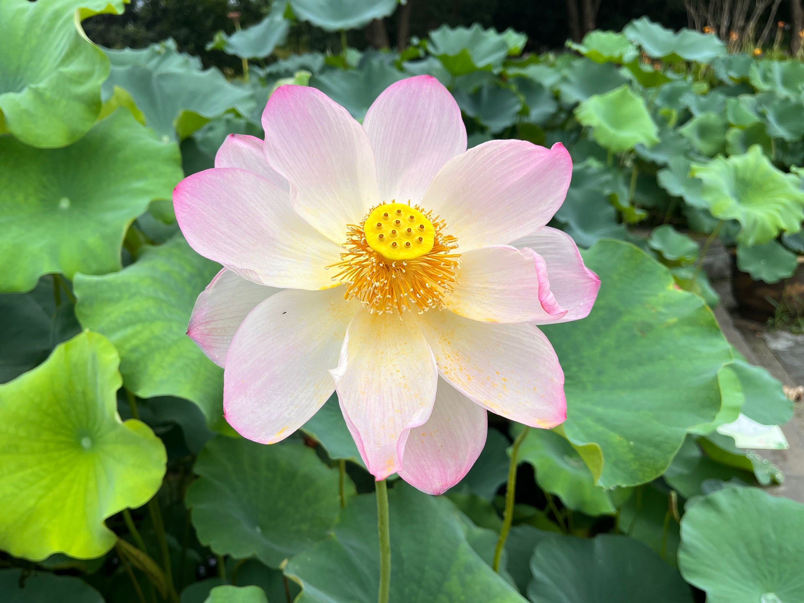 荷花盛典～沙湖公园