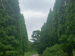 -宜兴龙背山森林公园