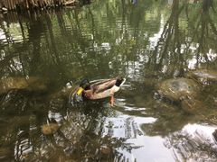-北京麋鹿生态实验中心