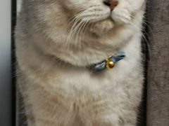 -宠爱国际动物医院· 猫科· 外科·中兽医(长白店)