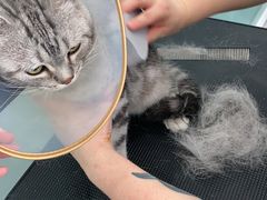 -爱洗澡的猫(望京店)