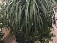 -荷兰花海