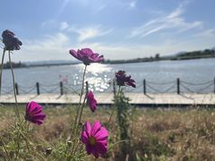 -野鸭湖国家湿地公园