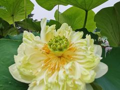 -莲花池公园