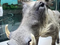 -国家自然博物馆