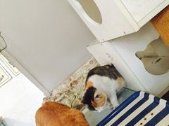 海妖酒吧-Sirena海妖日咖夜酒