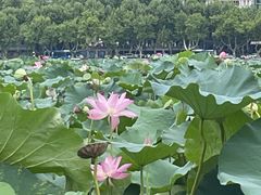 -西湖游船