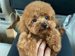 -momokira米努特·德文卷毛猫·棉花面纱犬