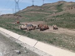 -新疆天山野生动物园