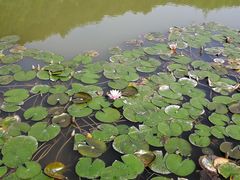 -铁山坪森林公园