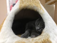 -藏猫猫咖啡主题馆(中央大道店)