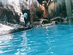 -帝企鹅自助餐厅•儿童岛•真企鹅(长隆企鹅酒店)