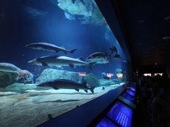 -太平洋海底世界