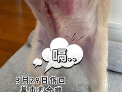 -佩兹宠物医院肿瘤专科·眼科·牙科(黄浦店)