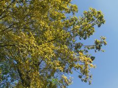 -武汉紫薇都市田园