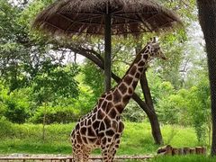 -北京野生动物园