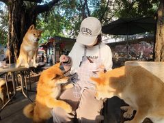 -柴犬高等学院·狗咖·柴犬售卖·宠物训练