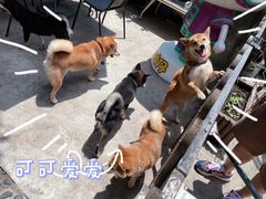 -柴犬高等学院·狗咖·柴犬售卖·宠物训练