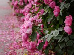 -上海滨江森林公园