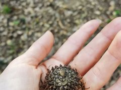 -上海佘山国家森林公园天马山园