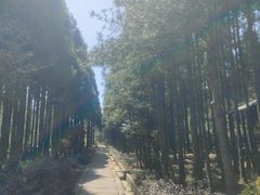 -玉苍山国家森林公园