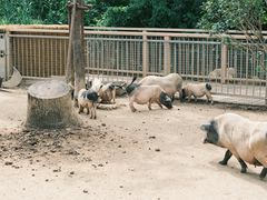 -武汉动物园