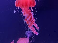 -珠海长隆海洋王国