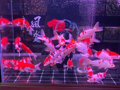 -朝来春花卉市场