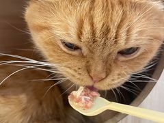 -藏猫猫咖啡主题馆(中央大道店)