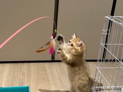 -小猫来了·猫舍(红山六九七九店)