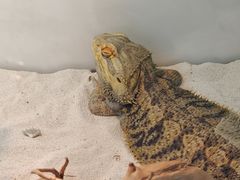 -喵园·猫主题咖啡厅·撸猫·猫咖(国贸店)