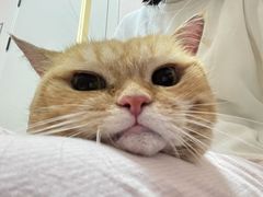 -瑞派康怡24h宠物医院·犬猫医疗中心·微创绝育(瑞景分院)