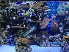 -上海海洋水族馆