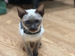 -猫色咖啡·猫咖