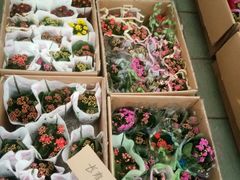 -龙大花卉苗木市场