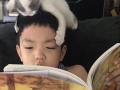 -糯米喵星人总部直营旗舰店·猫舍·幼猫出售
