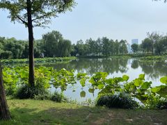 -金银湖国家城市湿地公园