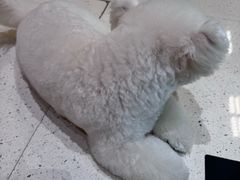 -帕帕拉兹宠物(亚洲旗舰店)