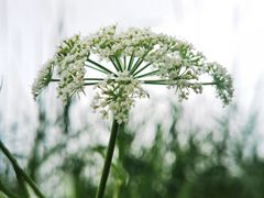 -国家植物园