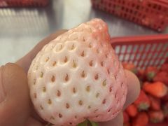 -大自然农场蔬菜草莓采摘园