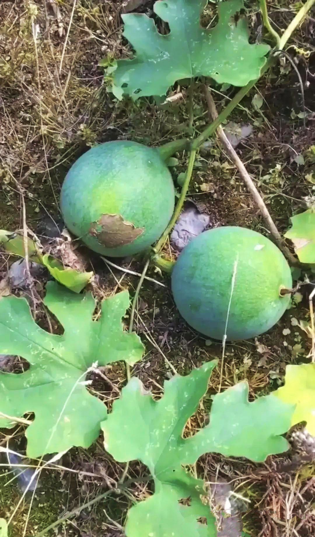 野地疯狂生长,生命力顽强